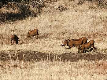 Last Word Madikwe Lodge: Warzenschweine