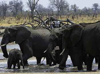 Little Makalolo Camp: Elefanten vor dem Log Pile Hide Little Makalolo Camp: Elefanten vor dem Log Pile Hide