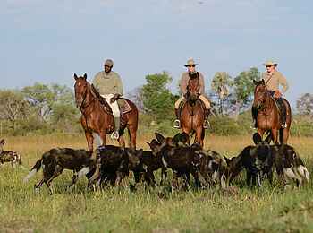 Macatoo Camp: Afrikanisches Wildhundrudel
