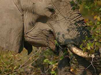 Macatoo Camp: Fressender Elefant