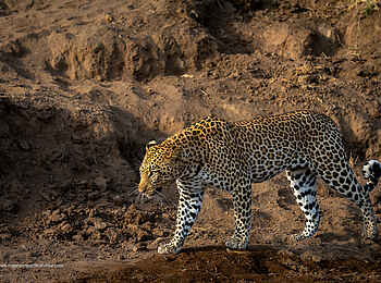Mashatu Lodge: Leopard Mashatu Lodge: Leopard