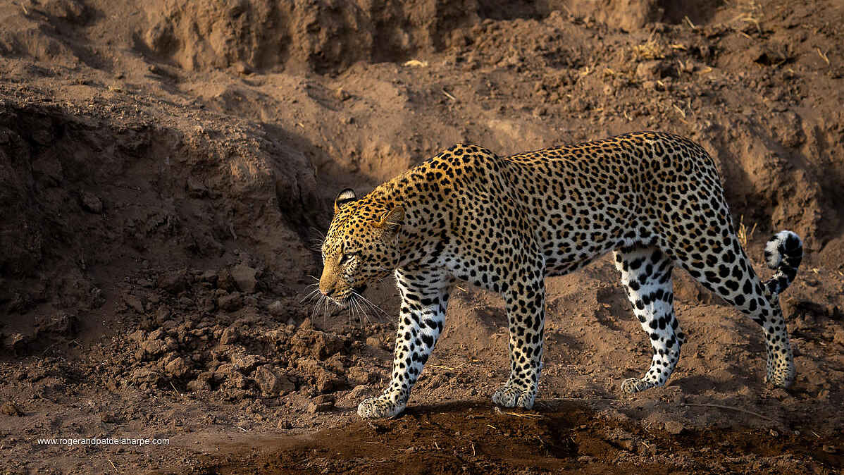 Mashatu Lodge: Leopard