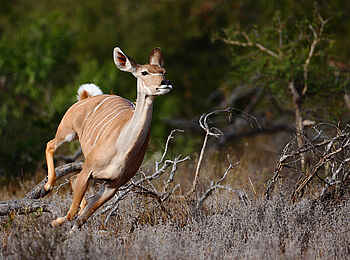 Motswari Game Lodge: Antilope im Lauf
