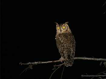 Norman Carr Safaris: Uhu