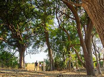 Nxamaseri Island Lodge: Walking Safari Nxamaseri Island Lodge: Walking Safari