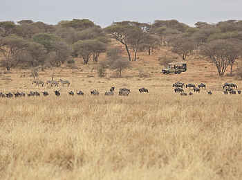Oliver's Camp: Game Drive