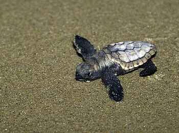Rocktail Beach Camp: Unechte Karettschildkröte