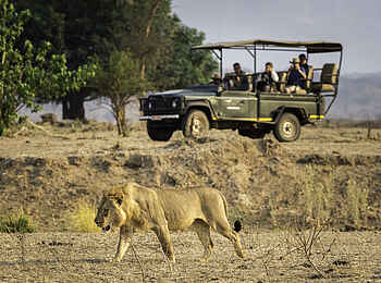 Ruckomechi Camp: Junger Löwe Ruckomechi Camp: Junger Löwe