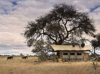 Somalisa Expeditions Camp: Ein Gästezelt