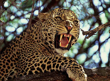Tarangire Safari Lodge: Leopard Tarangire Safari Lodge: Leopard