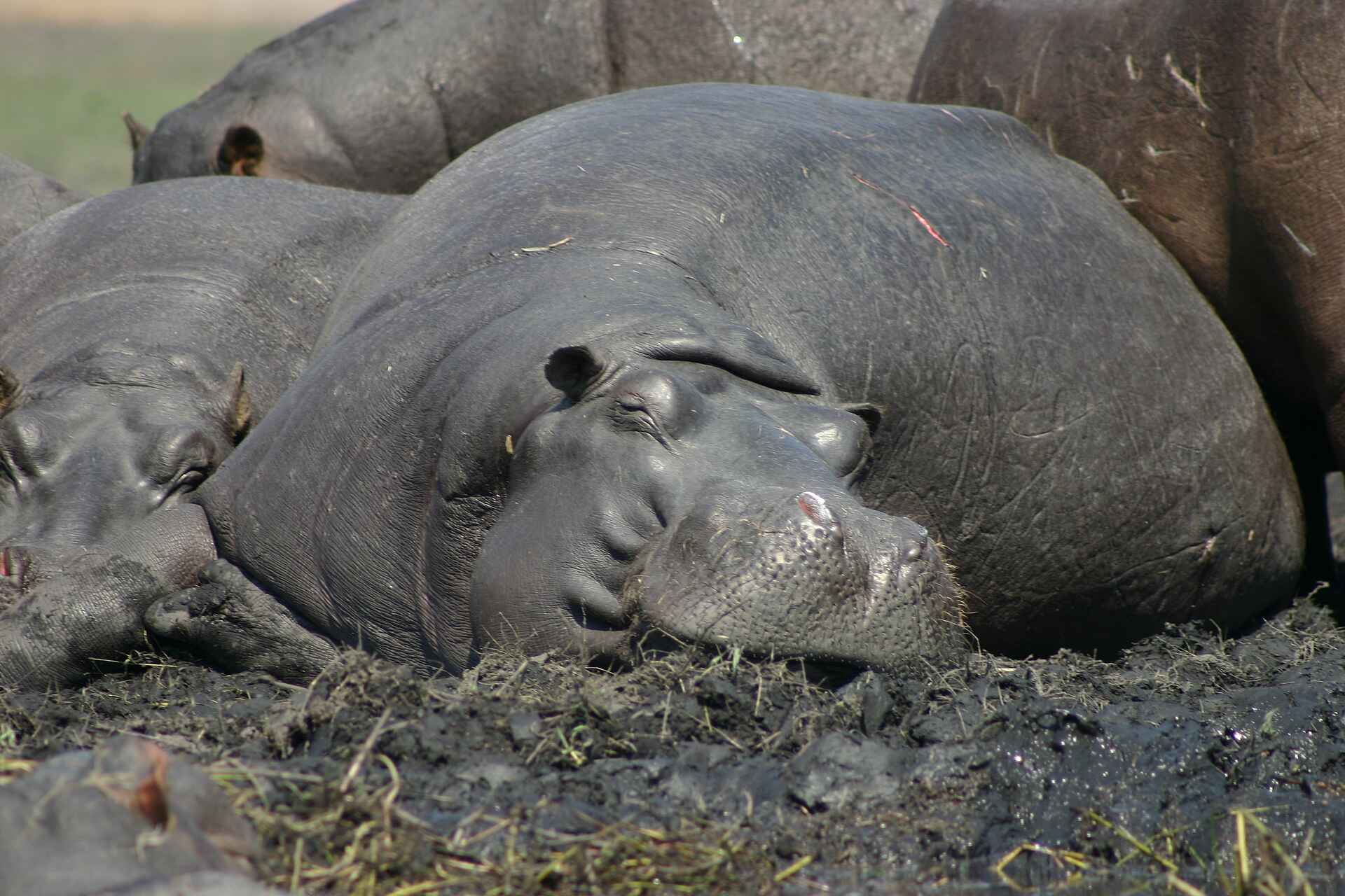 Nilpferd, Waterberry Lodge, Livingstone, Moisi oa Tunya, Sambezi, Viktoriafälle