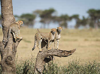 Wilderness Usawa Serengeti: Eine Geparden Familie Wilderness Usawa Serengeti: Eine Geparden Familie