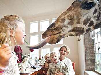 Giraffe Manor: Giraffenfütterung Frühstück Giraffe Manor: Giraffenfütterung Frühstück