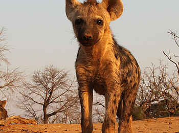 Kavinga Safari Camp: Hyäne Kavinga Safari Camp: Hyäne