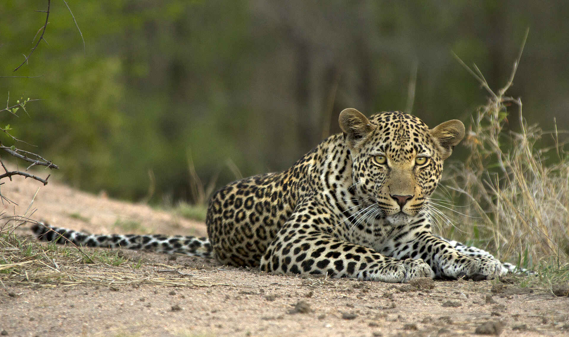 Londolozi Private Granite Suites, Luxus Safari, Sabi Sands, Wildlife, Afrikarma Safaris, Afrikarma Safaris - Wildnis. Hautnah., afrikarma.de