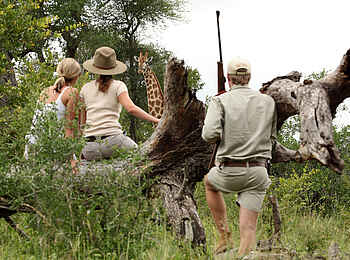 MalaMala Sable Camp: Beobachtung einer Giraffe