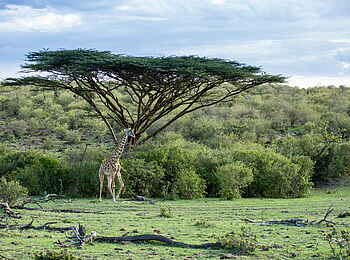 Mara Nyika Camp: Giraffe