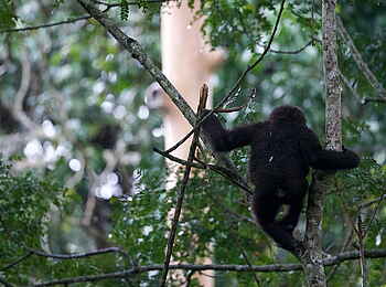 Ngaga Camp: Traumtänzerisch in der Höh'
