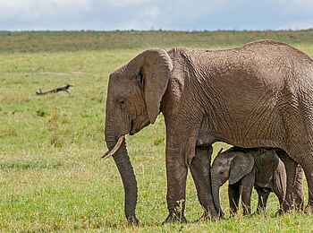 Olare Mara Kempinski: Elefantenkuh mit Neugeborenem
