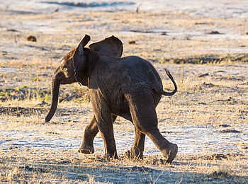 Belmond Savute Elephant Lodge: Kleiner Elefant