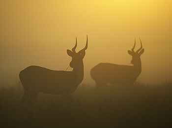 Busanga Bush Camp: Antilopen im Nebel Busanga Bush Camp: Antilopen im Nebel