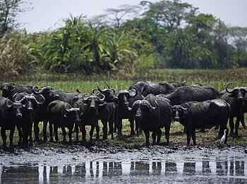 Busanga Bush Camp: Büffel am Wasser Busanga Bush Camp: Büffel am Wasser