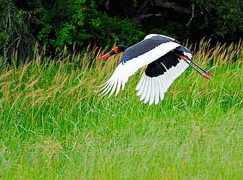 Camelthorn Lodge: Sattelstorch Camelthorn Lodge: Sattelstorch