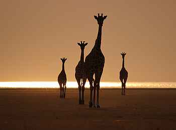 Chem Chem Lodge: Giraffen im Sonnenuntergang Chem Chem Lodge: Giraffen im Sonnenuntergang