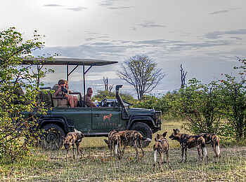Chitabe Lediba: Pirschfahrt mit Sichtung von Wildhunden