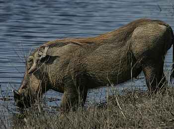 Chobe Elephant Camp: Ein Warzenschwein am Flussufer Chobe Elephant Camp: Ein Warzenschwein am Flussufer