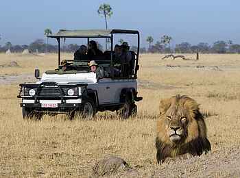 Davison's Camp: Löwenmännchen Davison's Camp: Löwenmännchen