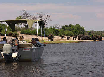 Elephant Valley Lodge: Elefanten am Chobe Elephant Valley Lodge: Elefanten am Chobe