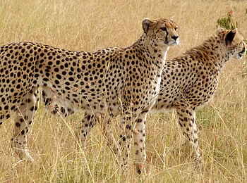 Encounter Mara Camp: Geparden