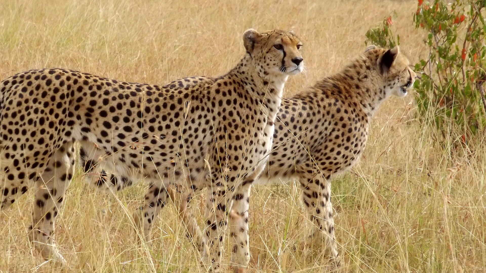 Encounter Mara Camp: Geparden