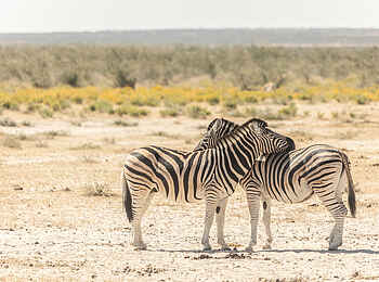 Etosha Oberland Lodge: Schlafende Zebras Etosha Oberland Lodge: Schlafende Zebras