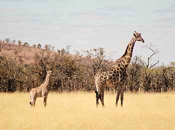 Ghoha Hills Savuti Lodge: Giraffen