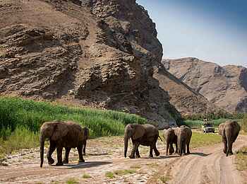 Hoanib Elephant Camp: Elefantenherde 