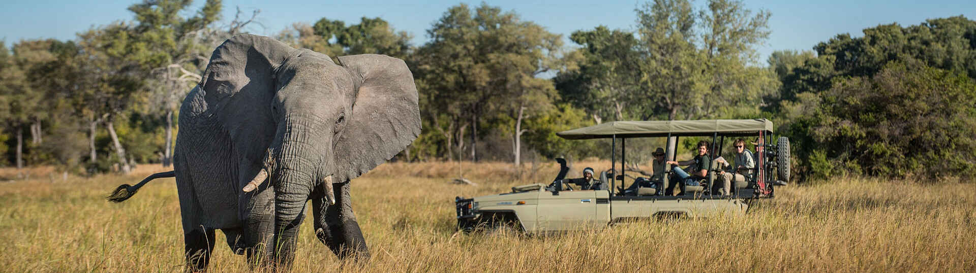 Elephant Pan Camp: Elefantenbegegnung Elephant Pan Camp: Elefantenbegegnung auf einer Pirschfahrt