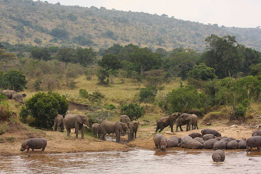 Karen Blixen Camp: Elefanten und Nilpferde Karen Blixen Camp: Elefanten und Nilpferde