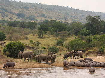 Karen Blixen Camp: Elefanten und Nilpferde Karen Blixen Camp: Elefanten und Nilpferde