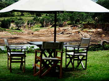 Karen Blixen Camp: Giraffen vor dem Camp Karen Blixen Camp: Giraffen vor dem Camp