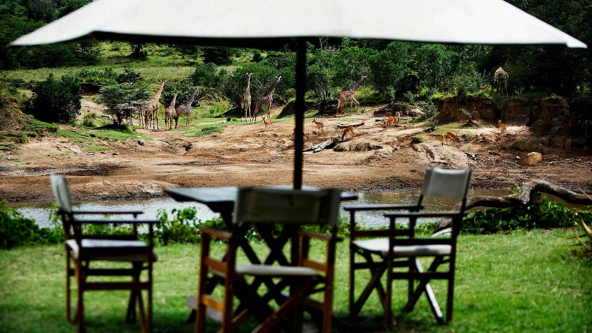 Karen Blixen Camp: Giraffen vor dem Camp