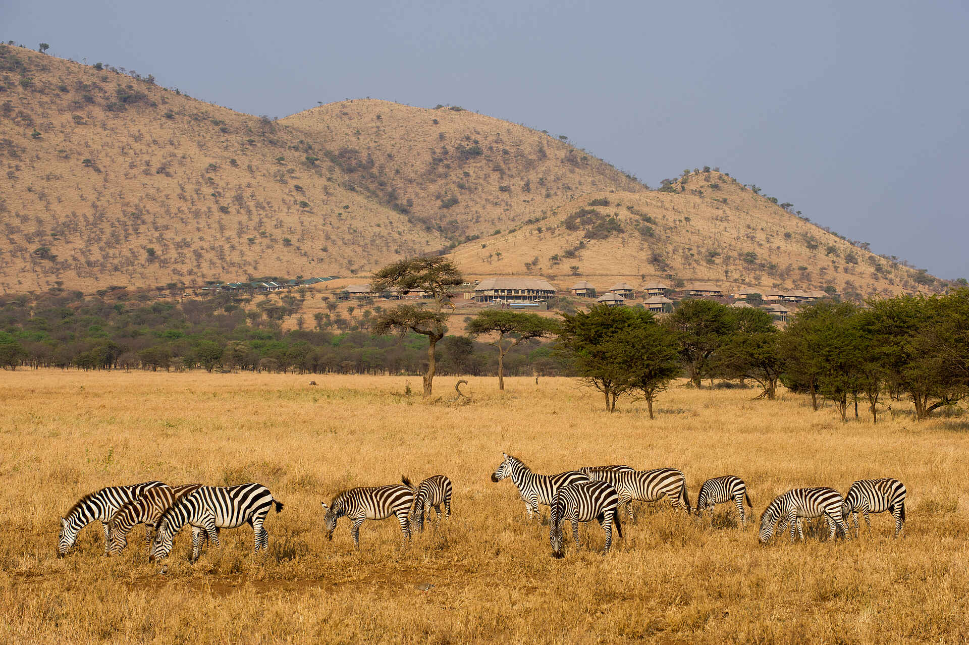 Kubu Kubu Tented Camp: Zebras