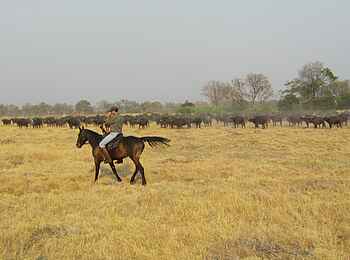 Kujwana Camp: Büffelherde voraus