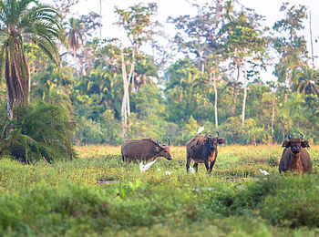 Lango Camp: Aufmerksame Afrikanische Waldbüffel Lango Camp: Aufmerksame Afrikanische Waldbüffel