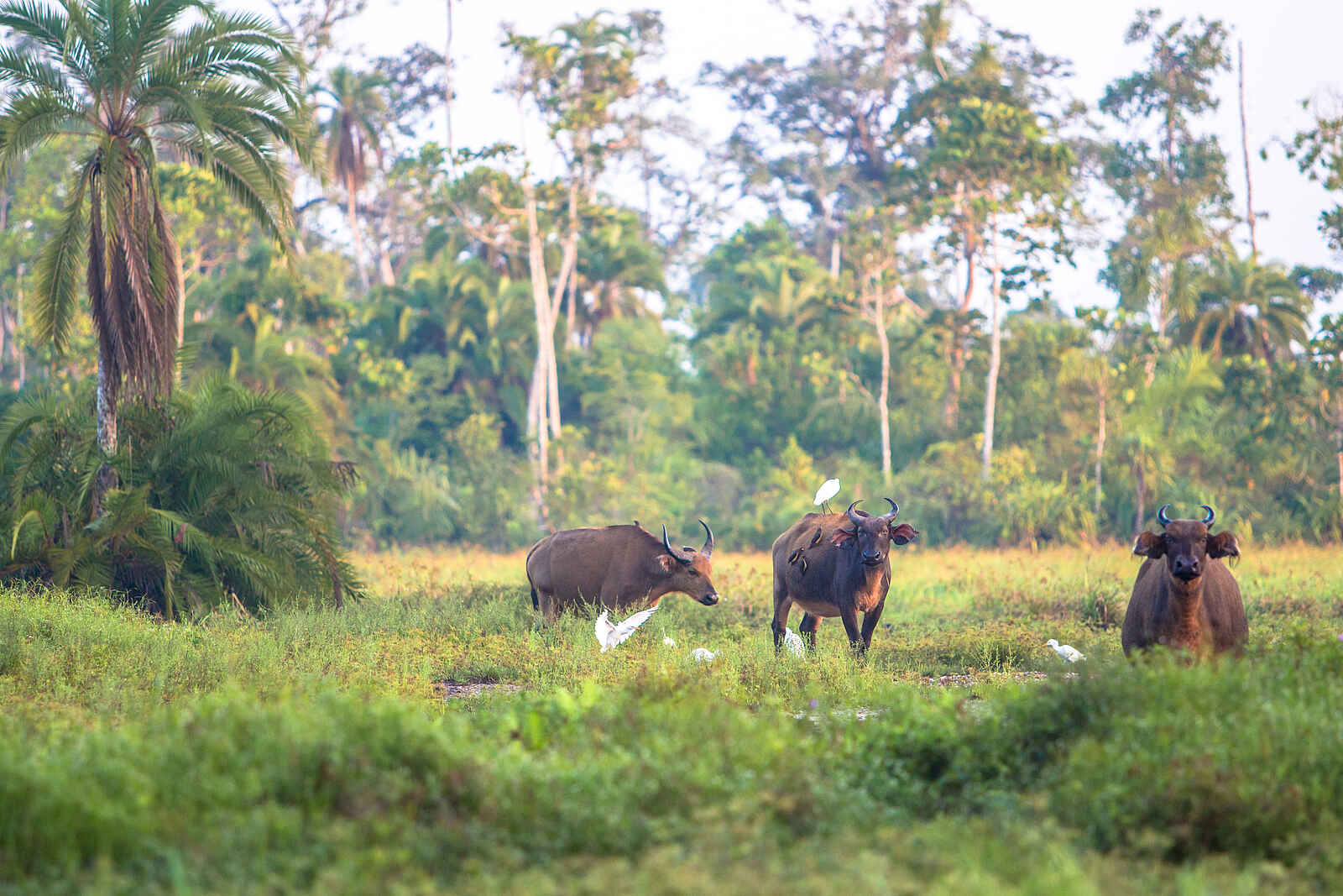 Lango Camp: Aufmerksame Afrikanische Waldbüffel Lango Camp: Aufmerksame Afrikanische Waldbüffel