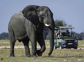 Linkwasha Camp: Elefantensichtung Linkwasha Camp: Elefantensichtung