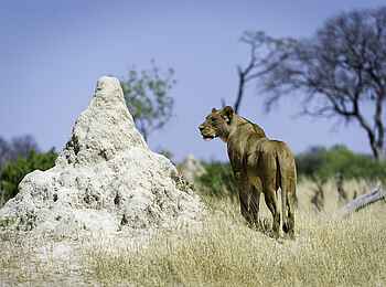 Little Makalolo Camp: Löwe auf Pirsch Little Makalolo Camp: Löwe auf Pirsch