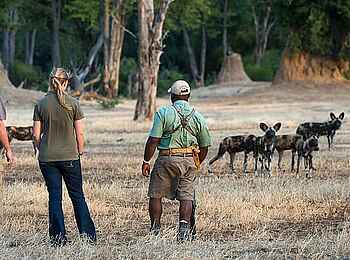 Little Ruckomechi Camp: Gäste mit Guide und Wildhunden