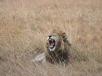 Mukambi Safari Lodge: Brüllender Löwe Mukambi Safari Lodge: Brüllender Löwe
